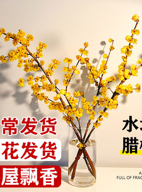 腊梅鲜花鲜切花客厅水养干枝蜡梅花卉年宵花懒人水培植物花束摆件