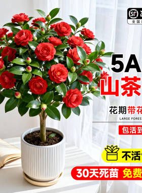 山茶花树苗四季开花庭院耐寒易养