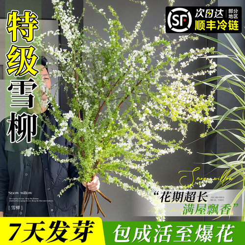 【云舍花卉同款】雪柳鲜枝带花苞