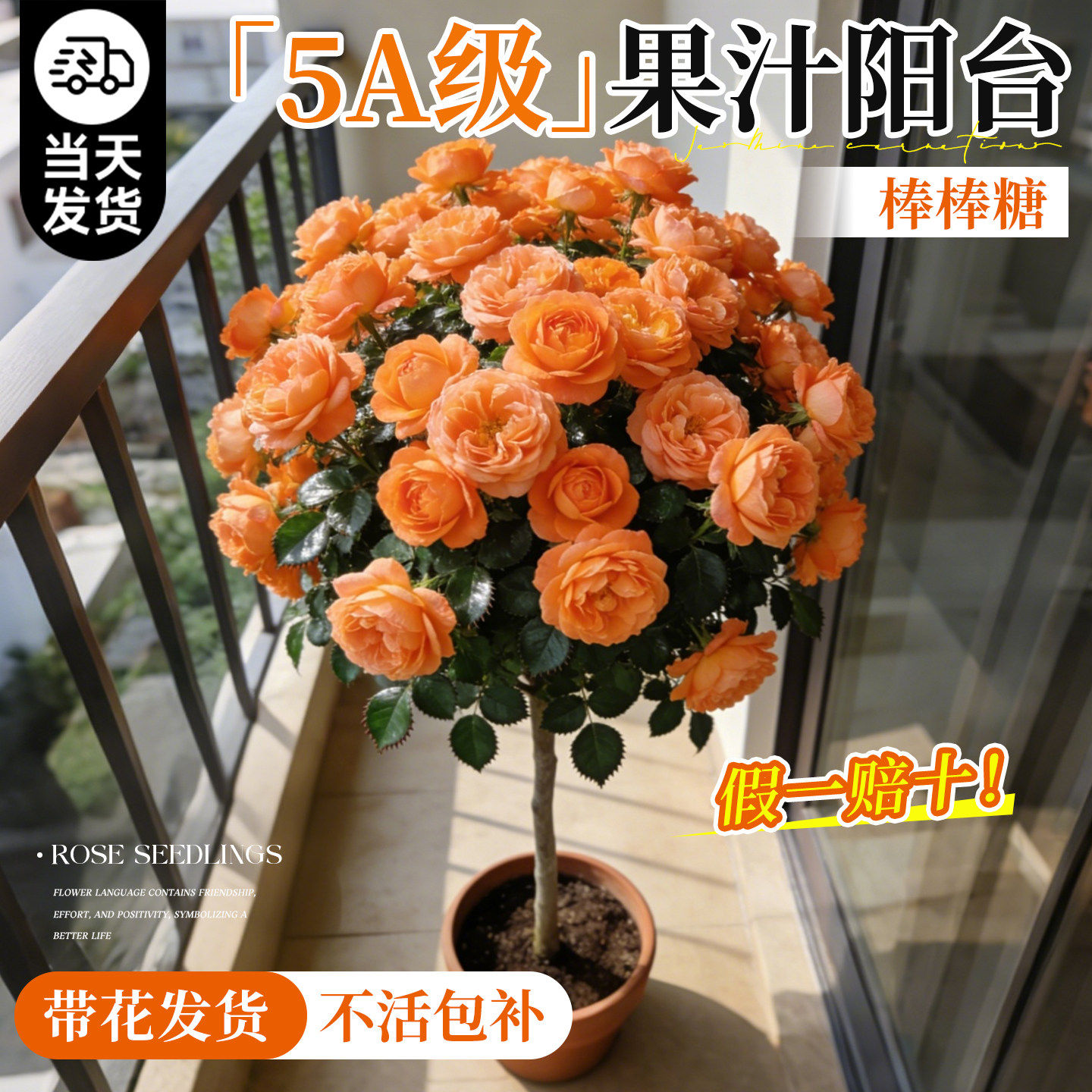 果汁阳台棒棒糖大月季花苗盆栽老桩嫁接玫瑰花卉阳台庭院四季好养
