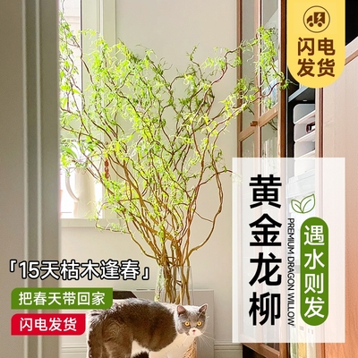 招财黄金龙柳鲜切枝水培植物室内客厅好养侘寂风高级感旺宅绿植物
