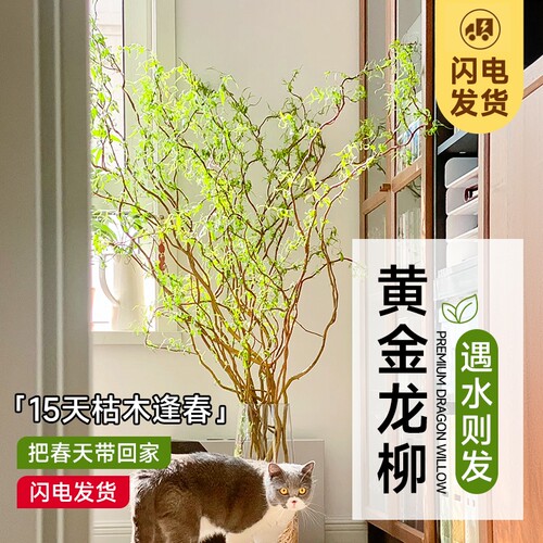 招财黄金龙柳鲜切枝水培植物室内客厅好养侘寂风高级感旺宅绿植物