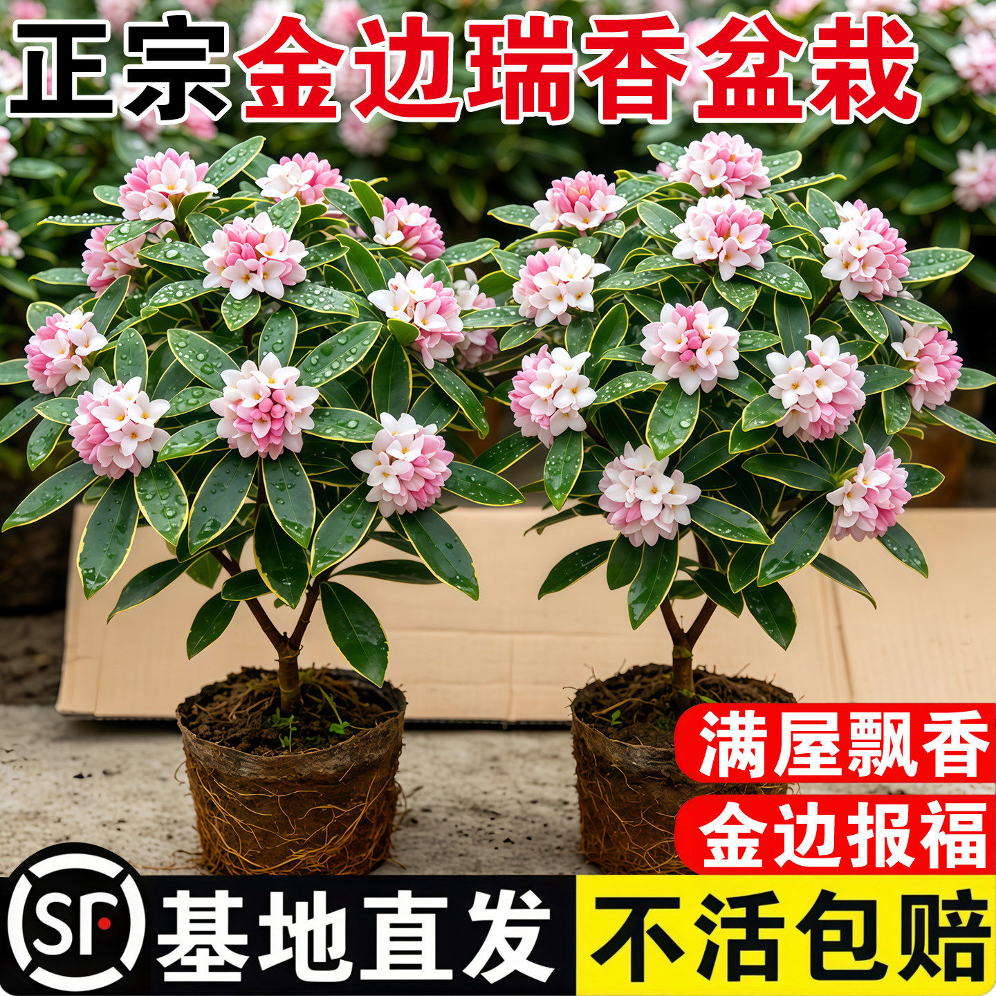 金边瑞香盆栽浓香型带花苞室内客厅阳台年宵花大苗四季花卉植物