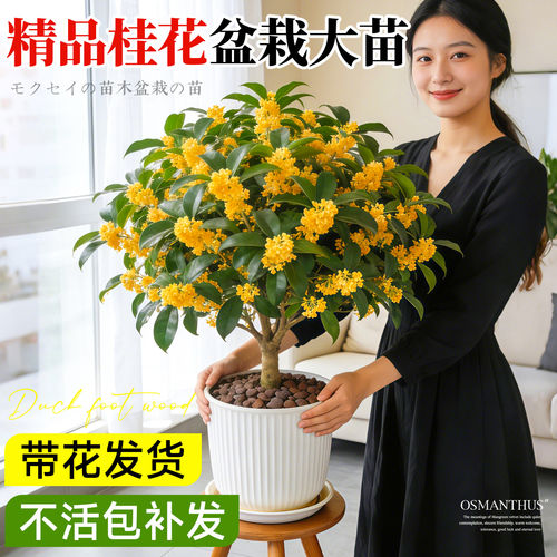 四季桂花树苗盆栽可食用老桩好养活室内阳台庭院浓香型花卉绿植物