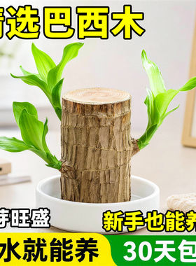 巴西木水养幸运木开花绿植四季水培植物托盘适合懒人好养室内盆栽
