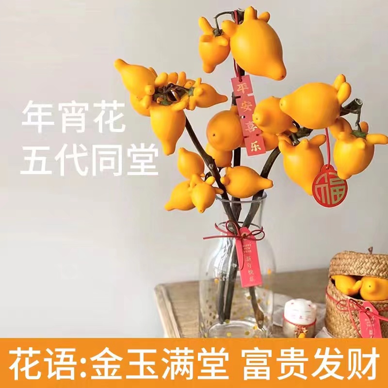 五代同堂黄金果水培鲜切花卉植物小南瓜鲜花真花桌面客厅水养绿植