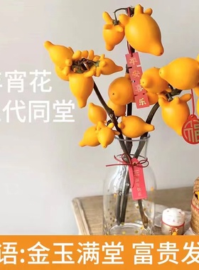 五代同堂黄金果水培鲜切花卉植物小南瓜鲜花真花桌面客厅水养绿植