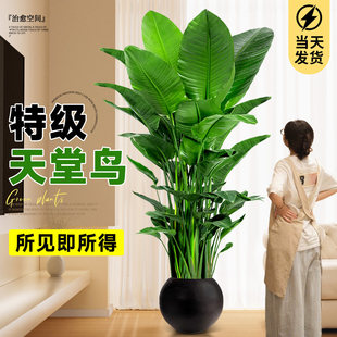 天堂鸟客厅绿植盆栽室内大型办公室高端大气上档次高级感四季好养