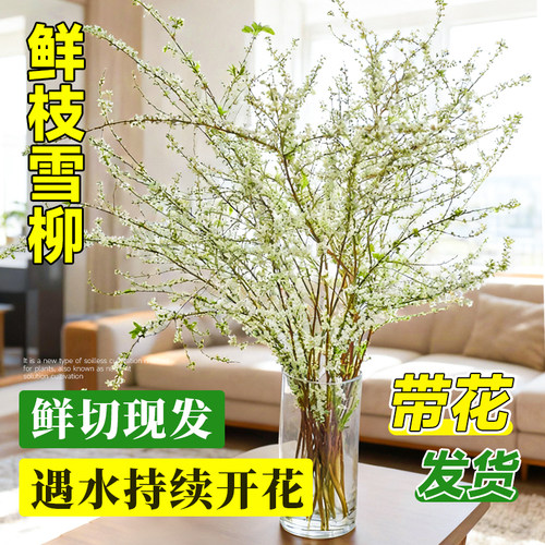 【顺丰包邮】云南雪柳鲜枝带花苞