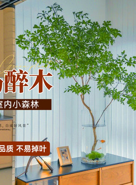 日本进口马醉木水培植物鲜切枝