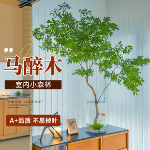 日本进口马醉木水培植物鲜切枝条盆栽真树室内小绿植客厅水养鲜花