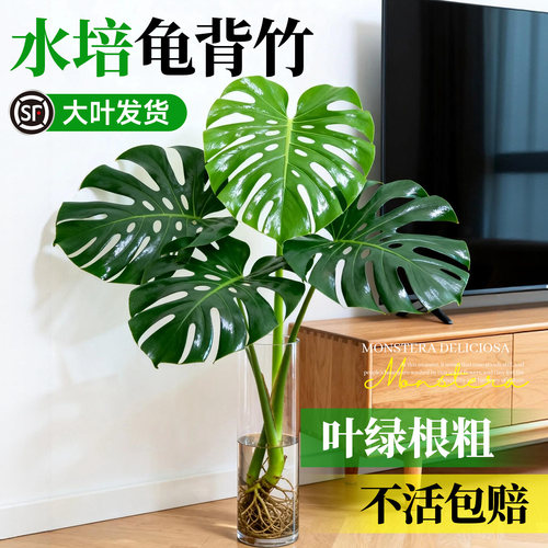 龟背竹水培植物盆栽绿植四季常青