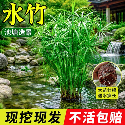 水培植物水竹风车草旱伞池塘造景