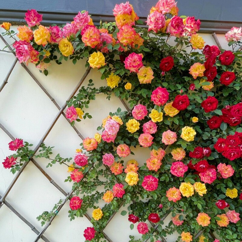 【顺丰包邮】藤本月季花苗盆栽
