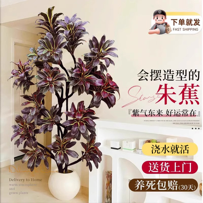 大型绿植娃娃朱蕉室内盆栽植物紫气东来客厅落地办公室四季好养活