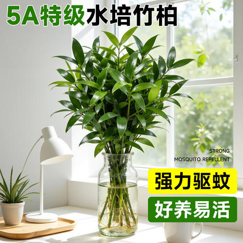 特级竹柏驱蚊竹水培祛蚊植物室内外蚊子办公桌面水养绿植花卉盆栽