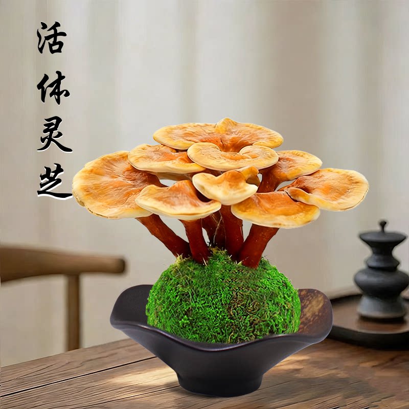 灵芝盆栽苔藓球水培植物招财绿植图片