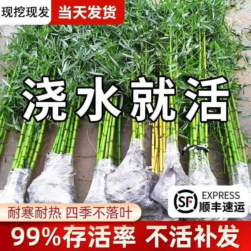 竹子苗庭院室内观赏盆栽毛竹黄金竹罗汉竹紫竹苗青竹带土四季包活