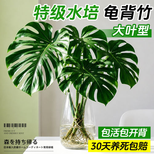 龟背竹水培植物老桩大叶桌面绿植