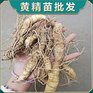 黄精种苗现挖黄精种子苗中药材种植苗黄芪党参基地直发全国可种植