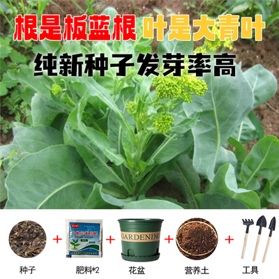 板蓝根种籽四季种植高产大青叶种籽蓝靛青乌斯曼种孑野生中药材苗