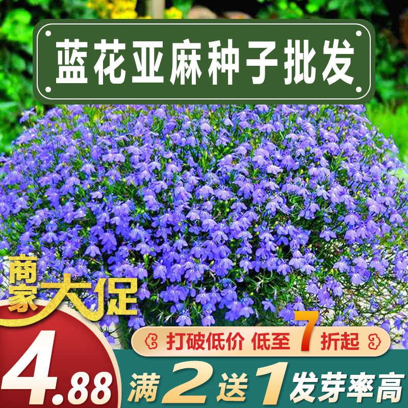 蓝花亚麻种子耐寒耐阴春秋播种多年生园林室外景观花坛庭院花种子