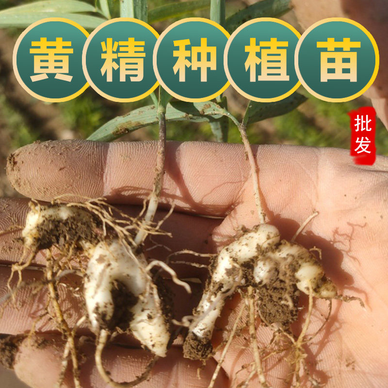 基地现挖须根黄精种植苗中药材鸡头黄精根苗当归党参黄芪黄精苗图片