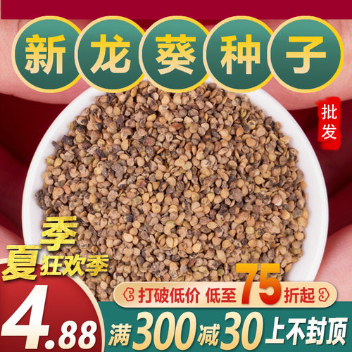 野生龙葵种子水果龙葵种籽春夏种植悠黑悠悠特色四季盆栽蔬菜种子