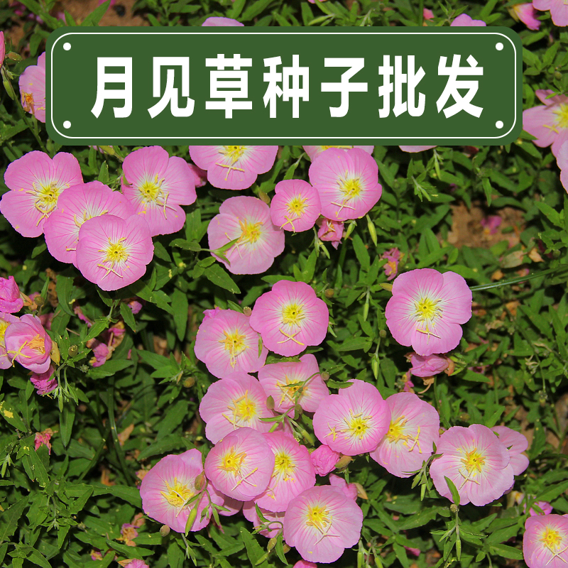 美丽月见草种子粉花多年生宿根花卉种子种春秋播草花种子花籽