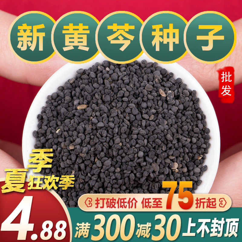 黄芩种子优质中药材黄芩籽春四季中草药种植苗抗旱能力强500g