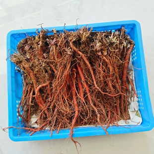 丹参苗新鲜现挖红皮丹参中药材种植苗庭院阳台盆栽观赏苗香料食用
