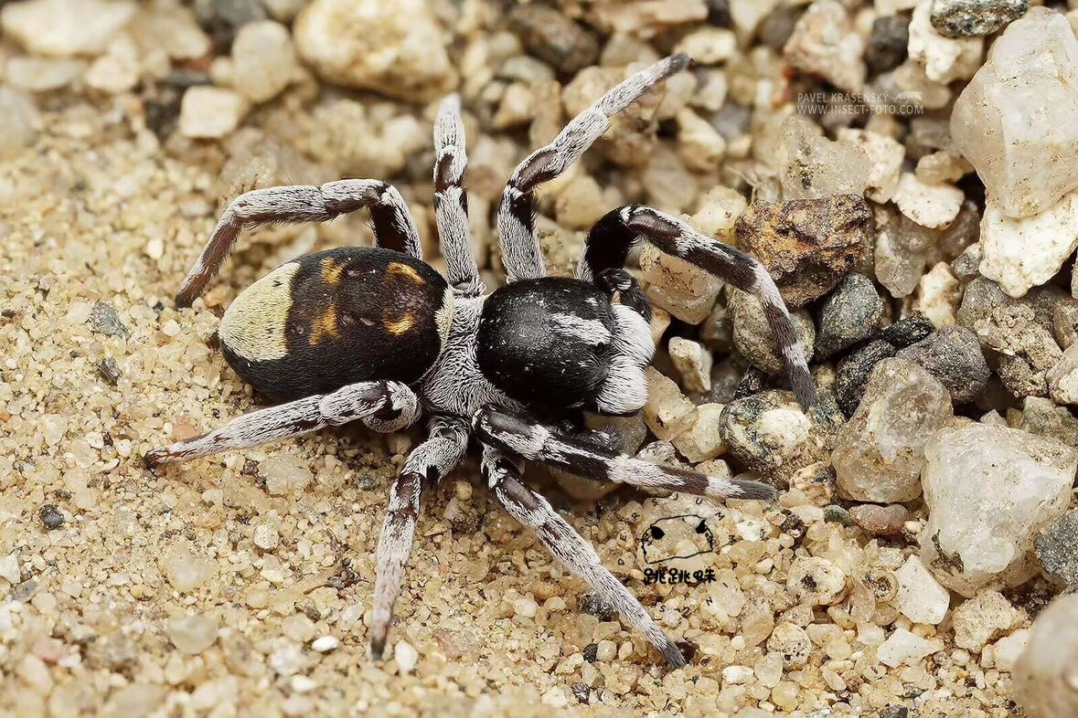 跳跳蛛 拉戈梅拉岛隆头蛛