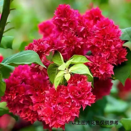 重瓣系列爬藤好养庭院红色室内