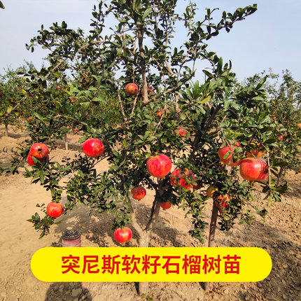 突尼斯软籽石榴树盆栽地栽一物一拍