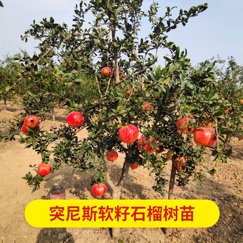 突尼斯软籽石榴树盆栽地栽一物一拍