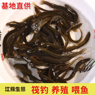 台湾小泥鳅苗鲜活本地青鳅圆鳅水花苗筏钓金鳅杂交苗养殖淡水鱼