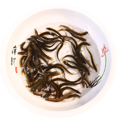 台湾泥鳅本地鲜活淡水龙鱼鱼苗