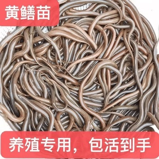 养殖场供黄鳝鱼苗黄鳝苗池塘长鱼苗小长鱼鳝鱼苗小黄膳活体养殖