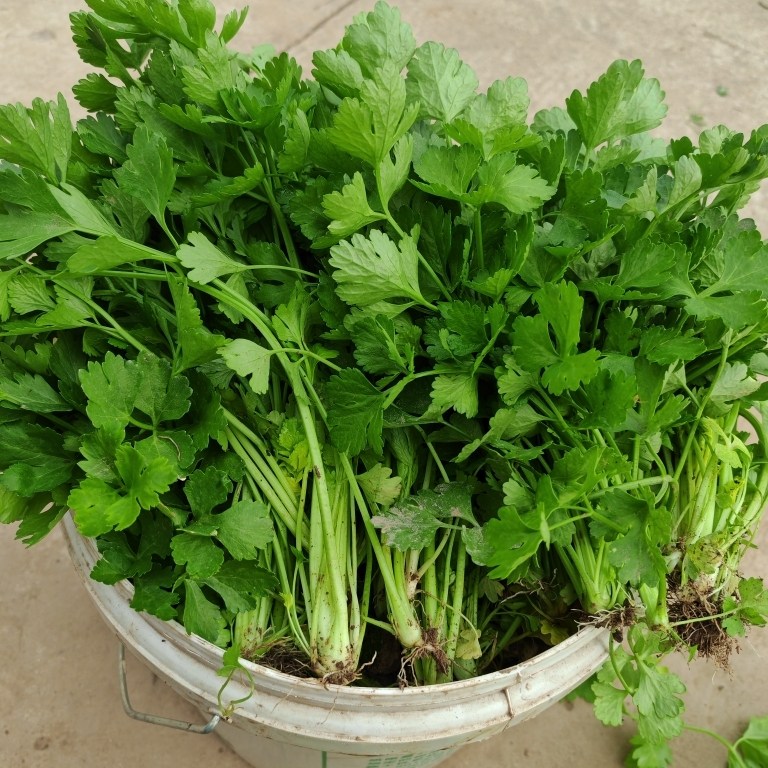 新鲜空心芹菜香芹黄心香芹菜头芹菜杆芹菜梗芹菜叶芹菜叶,水产肉类/新鲜蔬果/熟食,叶菜类,淘宝优惠券,粉丝福利购,淘宝优惠卷