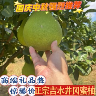 高端礼品装吉水井冈蜜柚金沙柚青皮柚子皮薄多汁孕妇当季营养水果
