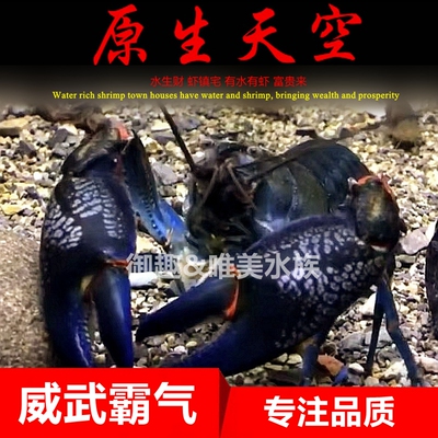原生天空观赏虾淡水大型宠物龙虾