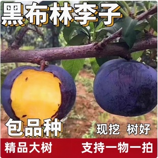 黑布林大李子树苗南北方庭院地栽特大果树盆栽嫁接脱骨脆当年结果