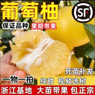 黄金超甜葡萄柚苗 嫁接台湾葡萄柚子苗 鸡尾葡萄柚果树苗当年结果