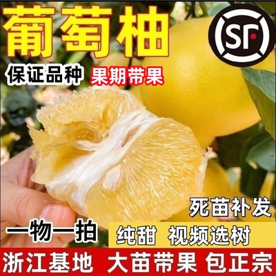 黄金超甜葡萄柚苗 嫁接台湾葡萄柚子苗 鸡尾葡萄柚果树苗当年结果