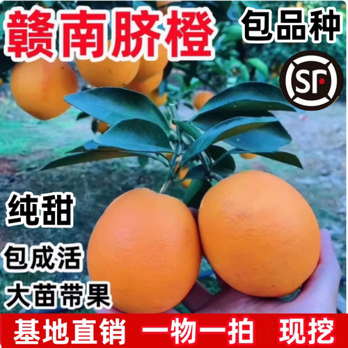 赣南脐橙苗纽荷尔脐橙苗嫁接橙子树苗 脐橙树苗当年结果带土包邮