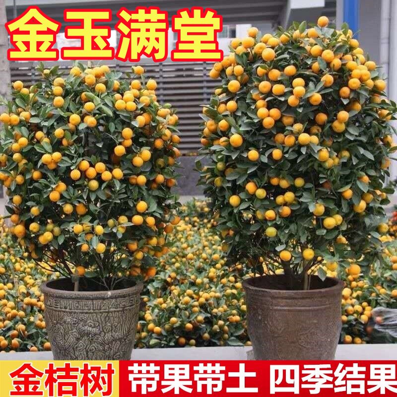 金桔树盆栽带果客厅绿植室内大型植物桔子橘子树苗花卉年桔桔树