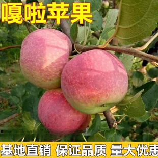 嘎啦苹果树果苗南北方庭院地栽种植大苗盆栽嫁接甜脆溏心当年结果
