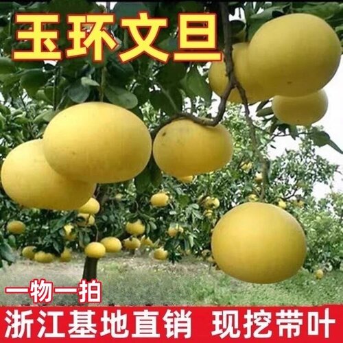 玉环文旦柚苗 嫁接柚子树苗 文旦柚树苗 庭院特大果树苗当年结果