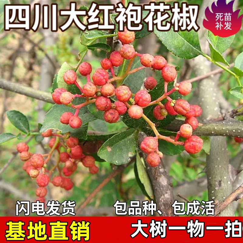 正宗四川大红袍花椒树苗可食盆栽地栽阳台庭院种植包成活当年结果