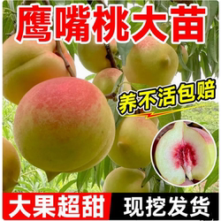 鹰嘴桃树苗桃树果苗广东连平嫁接南北方种植黄桃水蜜桃树带土四季